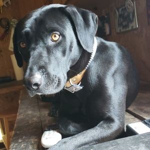 Meet your Posher, Joe